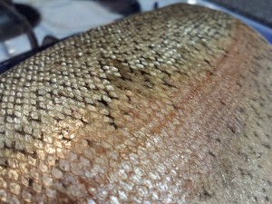 Steelhead-Trout-pic-300x225