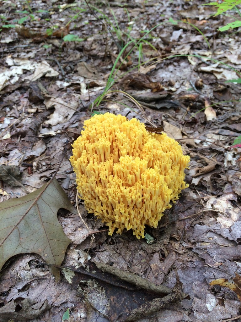 2ccec8e5-ab03-4775-8286-e8d9f10d3531