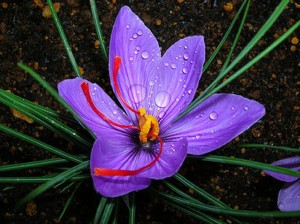 macrosaffron_flower-300x224