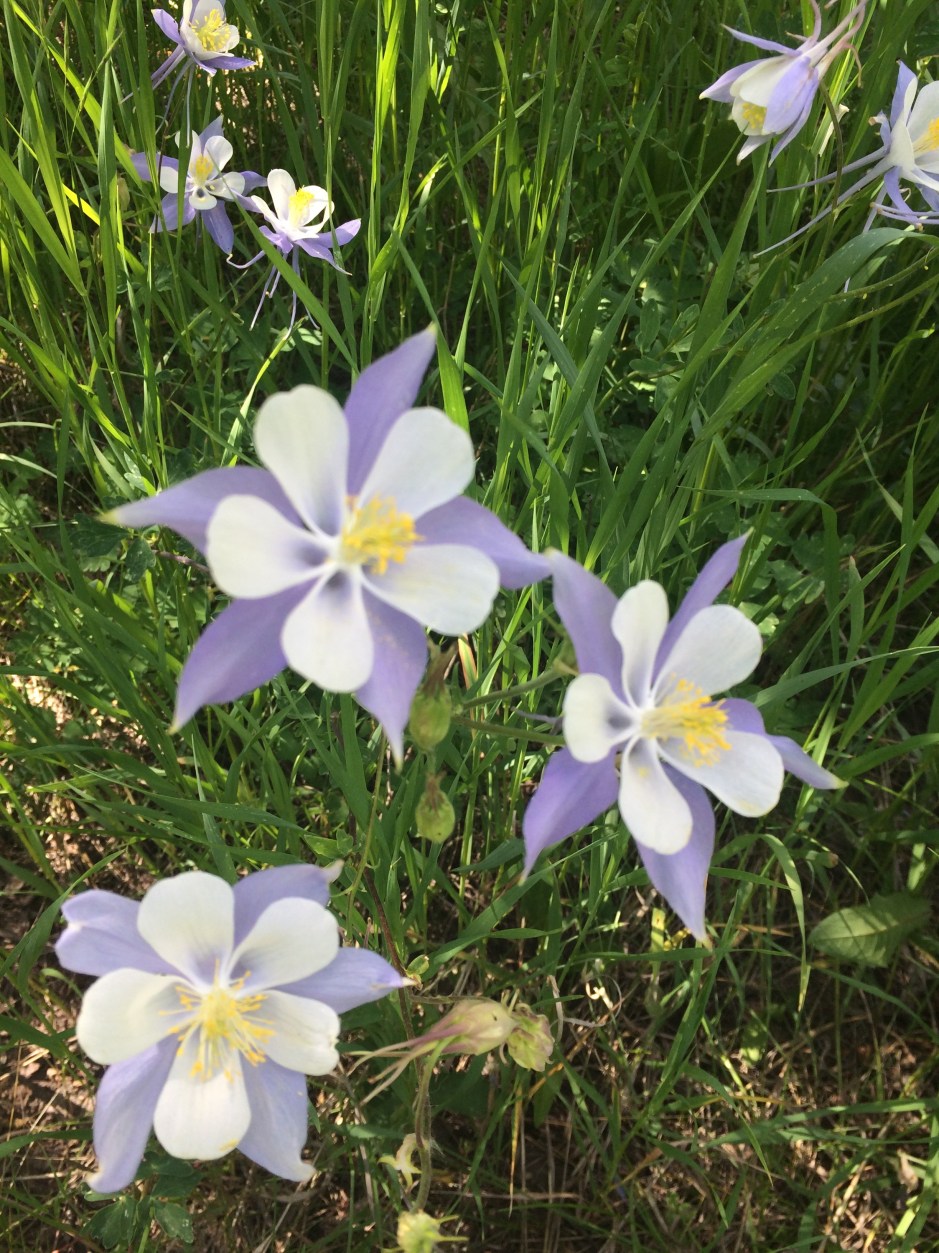 Columbine